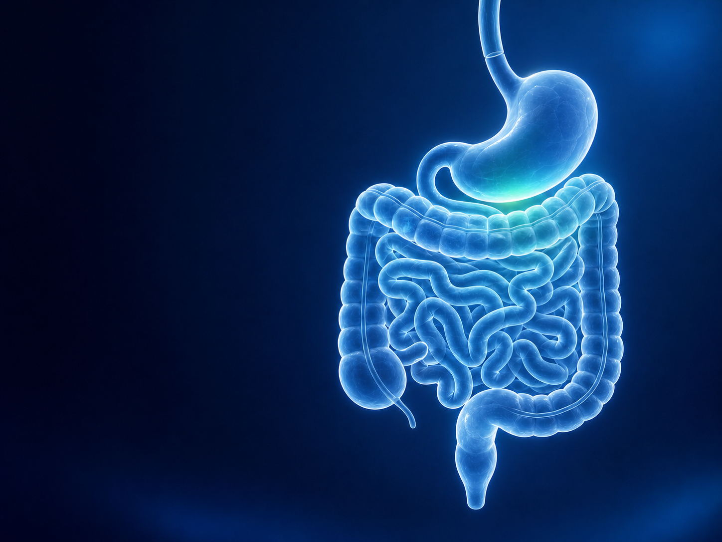 Clinical visualization of the digestive system representing Medoxy's gastroenterology portfolio