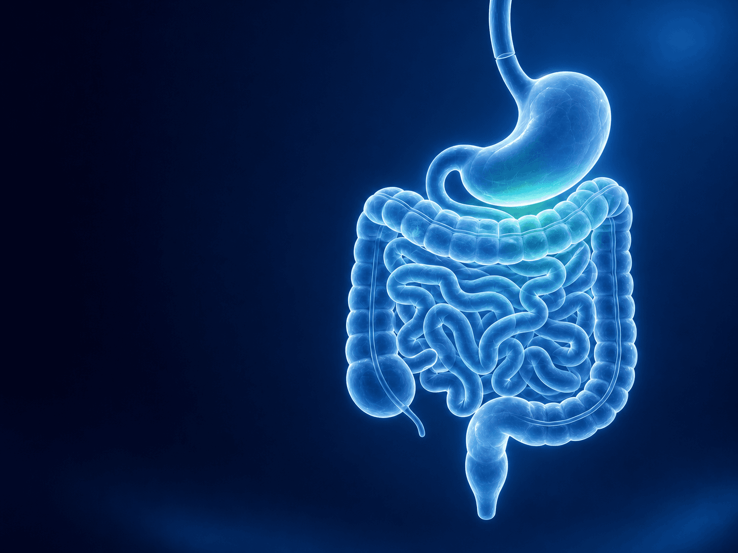 Clinical visualization of the digestive system representing Medoxy's gastroenterology portfolio